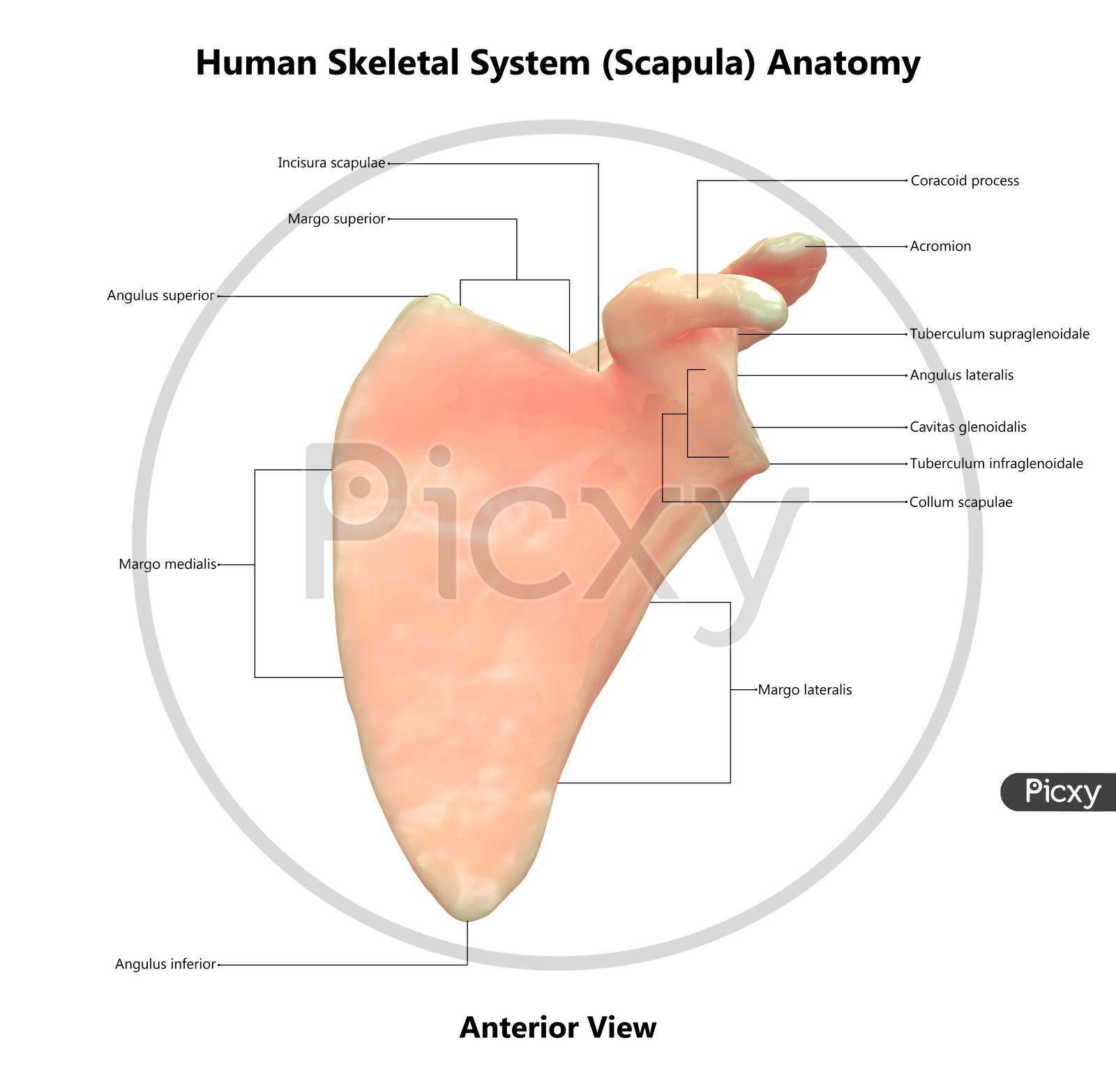 Anatomy and structure of the scapula bone Vector Image