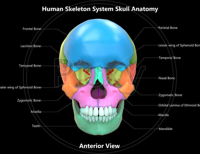Human Skeleton System Skull Bones Parts Described with Labels Anatomy Anterior View