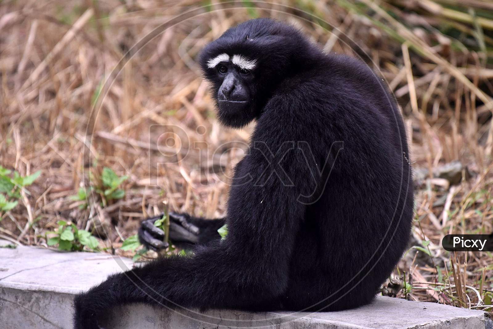 A Hoolock Gibbon pictured inside The Enclosure At The Assam State Zoo Cum Botanical Garden In Guwahati