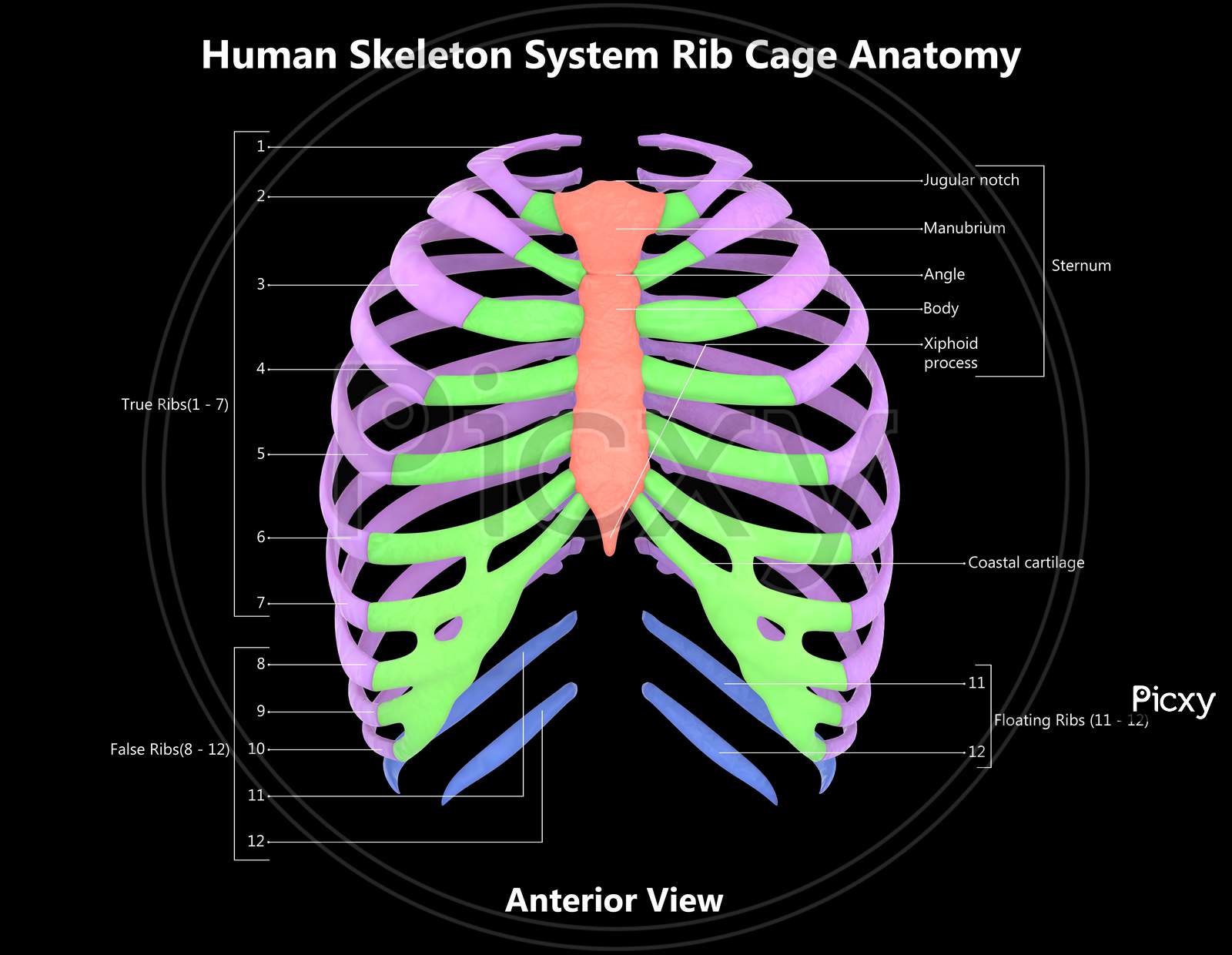 Anatomy Diagram Rib Area / Human Anatomy Back Rib Cage Torso Stock