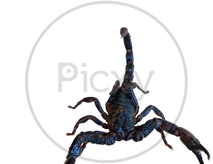 Scorpion Isolated White Background