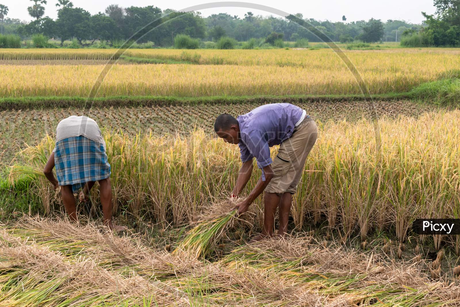 Poor farmers of west bengal harvesting rice in a rice field in India