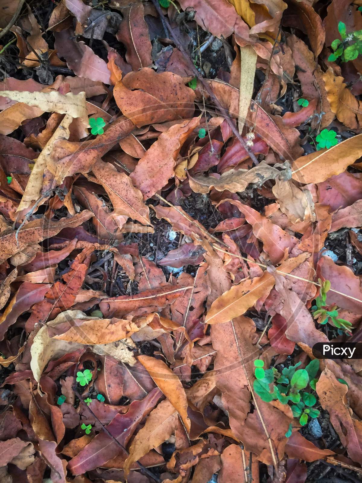 Nainital/India - May 8, 2020: autumn leaves in the forest, red dry leaf in the nainital forest, Nainital Tourism