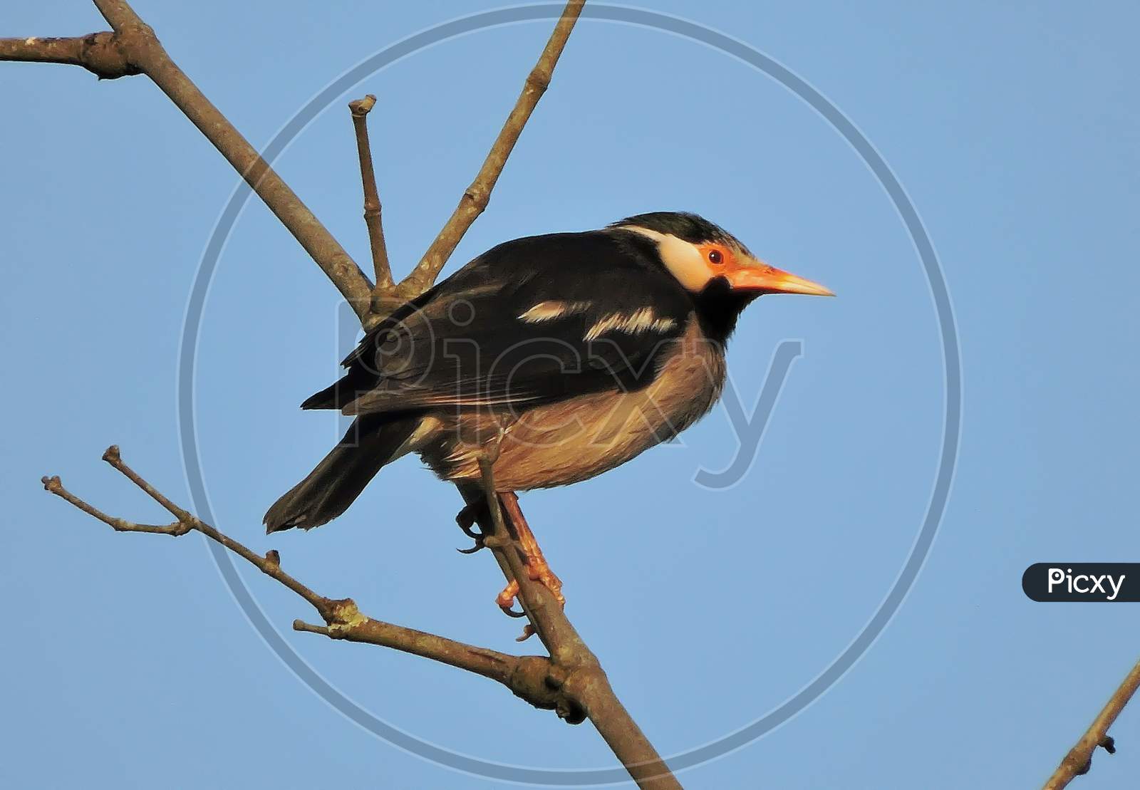 Pied myna or Asian pied starling