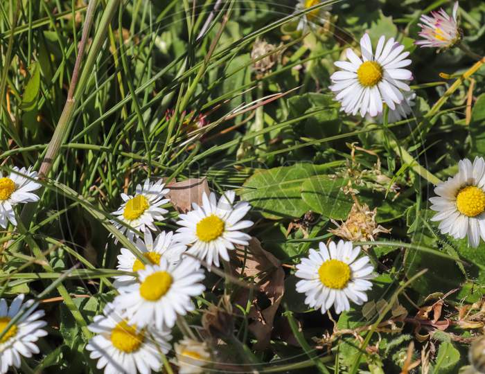 Close up view on a meadow with lots of daisy flowers on a sunny day