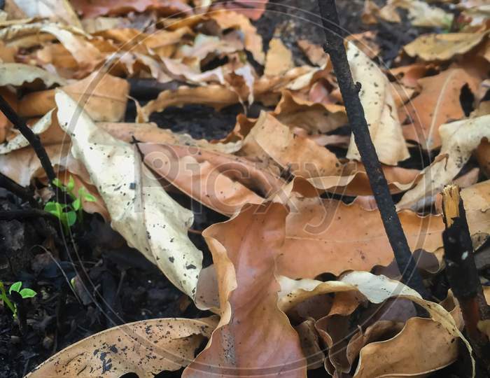 Nainital/India - May 8, 2020: autumn leaves in the forest, red dry leaf in the nainital forest, Nainital Tourism