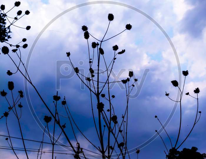 A cloud's and dry plants