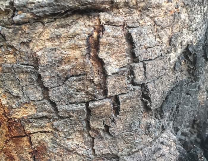 India - May 09, 2020: closeup of a tree wooden texture, bark of a tree
