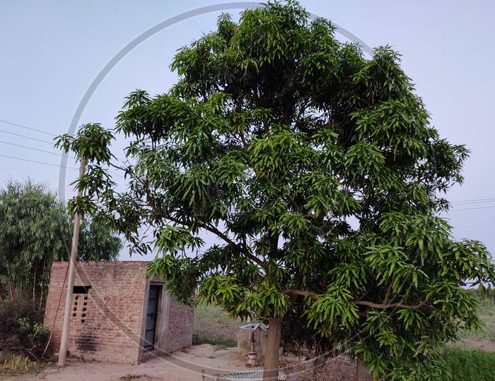 Mangoo tree and the house