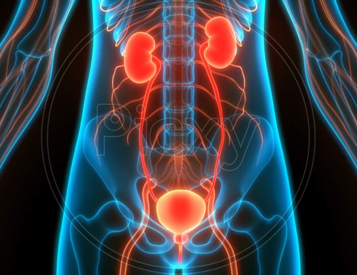 Image of Human Urinary System Kidneys with Bladder Anatomy-OU235141-Picxy