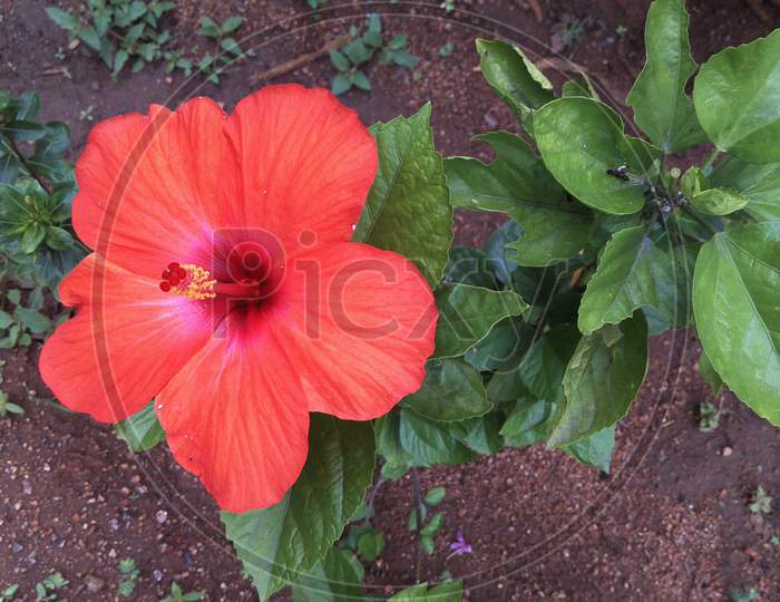 Reddish Flower