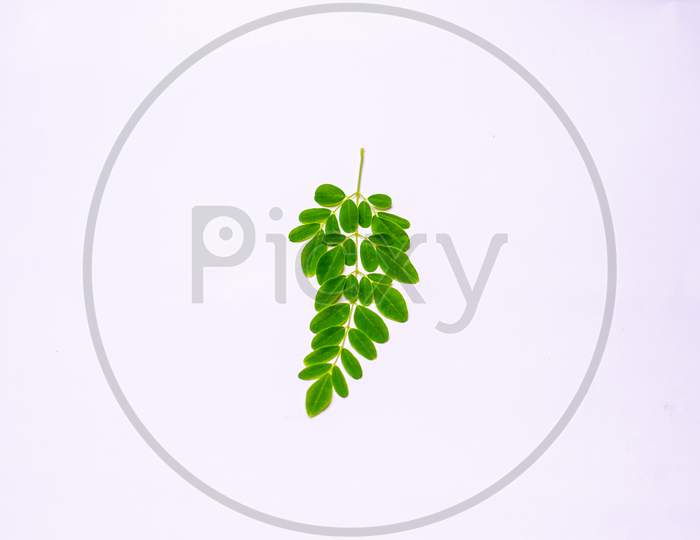 Green Leaves On A Branch Focus At Center With Blurred And Isolated White Background