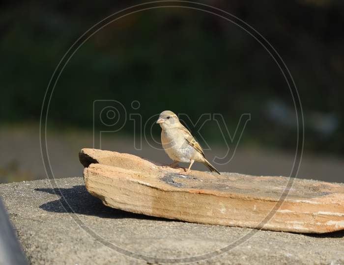 sparrow sitting on rock
