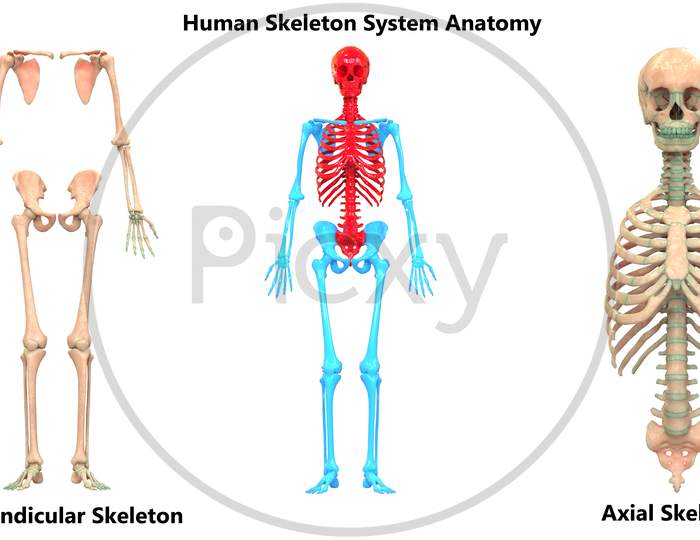 Human Skeleton System Appendicular and Axial Skeleton Anatomy Anterior View