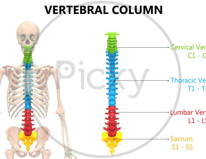 Image of Vertebral Column of Human Skeleton System Described with ...