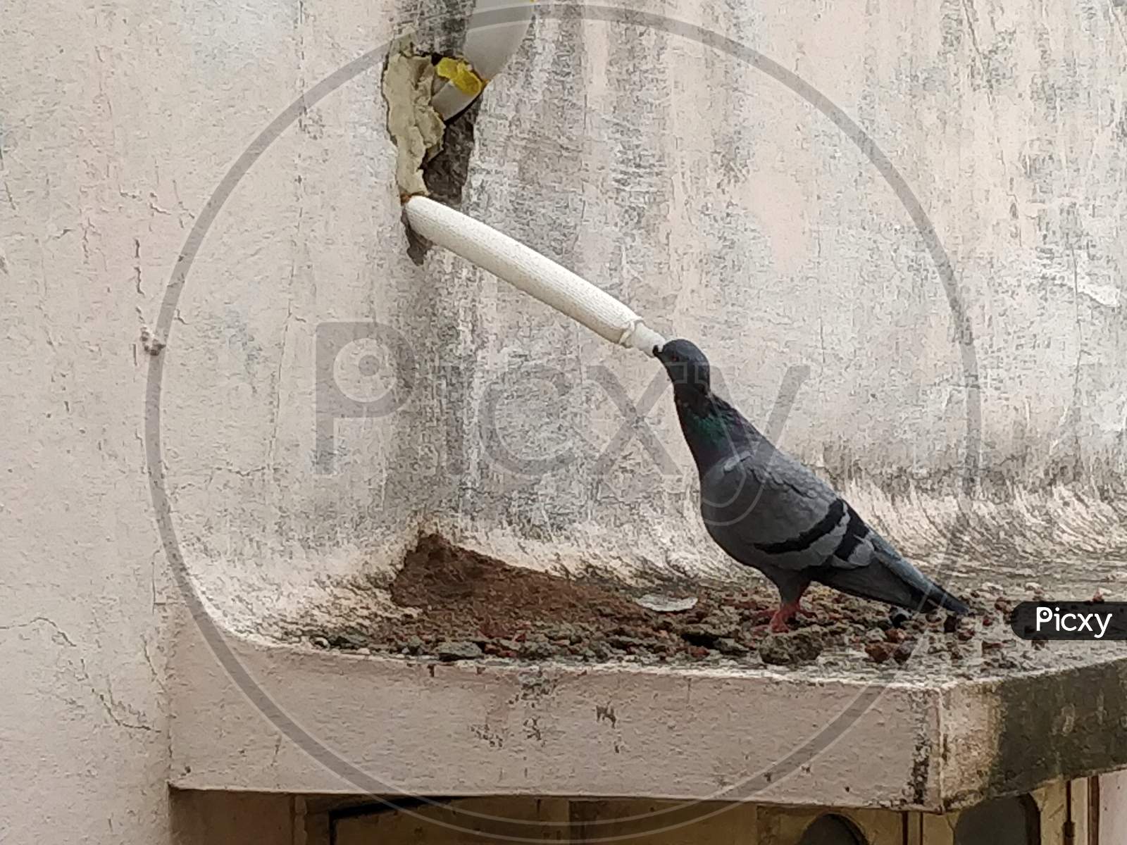 Pigeon drinking water from AC outlet