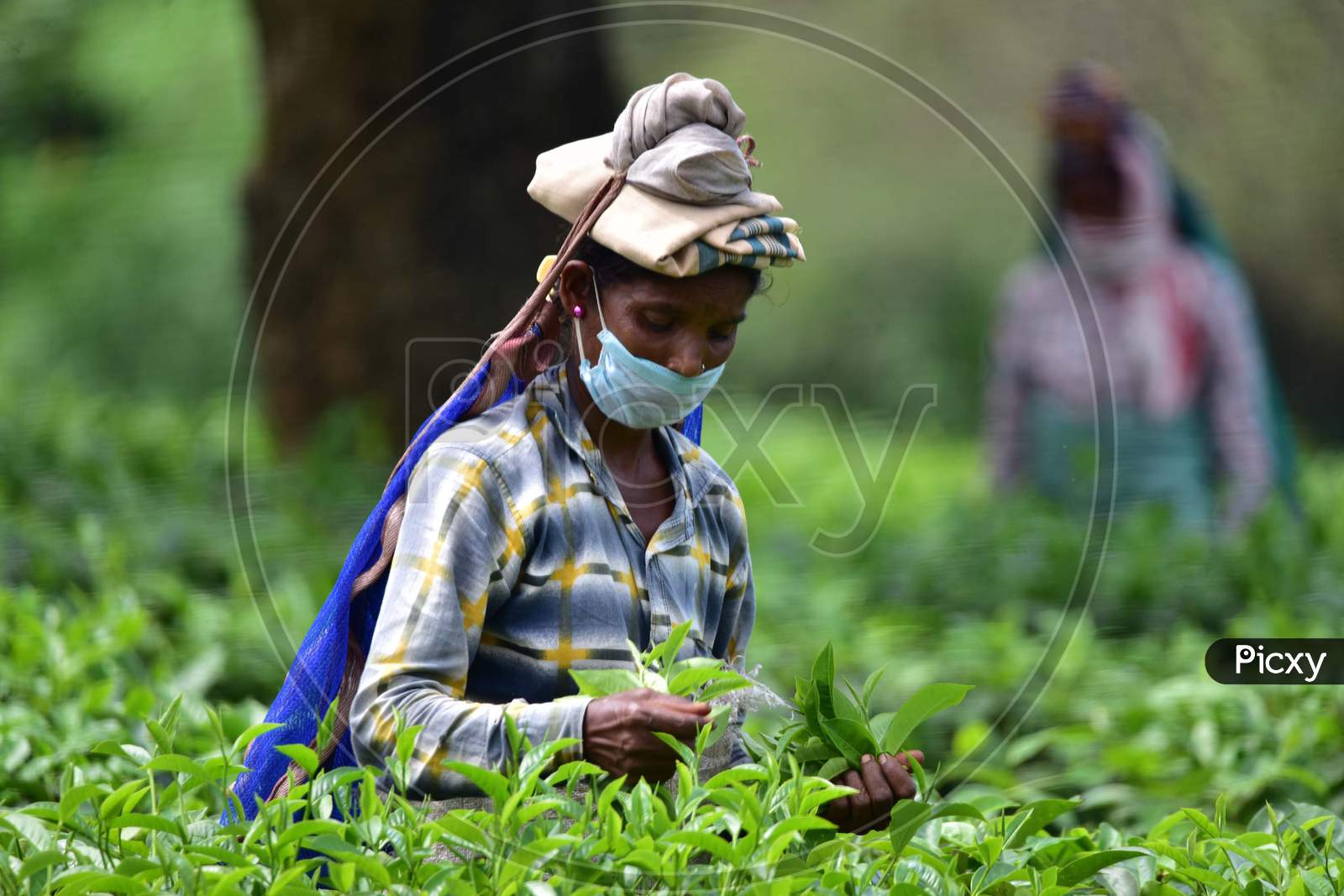 Farmers Wearing Face Masks Pick Tea Leaves During Nationwide Lockdown 5.0  Amidst Coronavirus or COVID-19 Pandemic  At Kondoli Tea Estate In Nagaon District Of Assam ,India on June 1, 2020