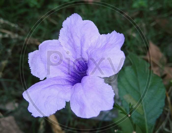 Petunia morning glory Mexican flowering plant