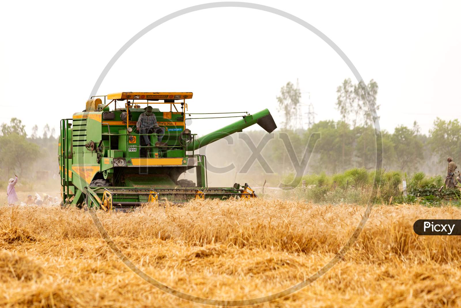 Man Drives Plowing Harvesting Machine On A Big Field Of Wheat Crop, Combine Harvester, Modern Indian Farming Technology, Agriculture Industry.