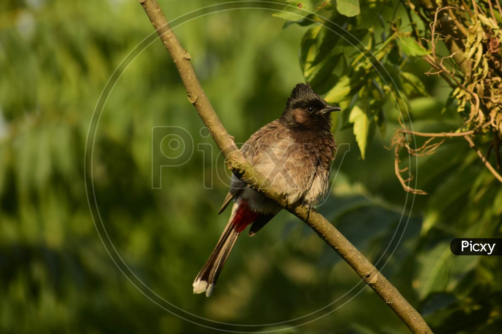 beautiful pair of  red-vented bulbul (Pycnonotus cafer)sitting on tree branch
