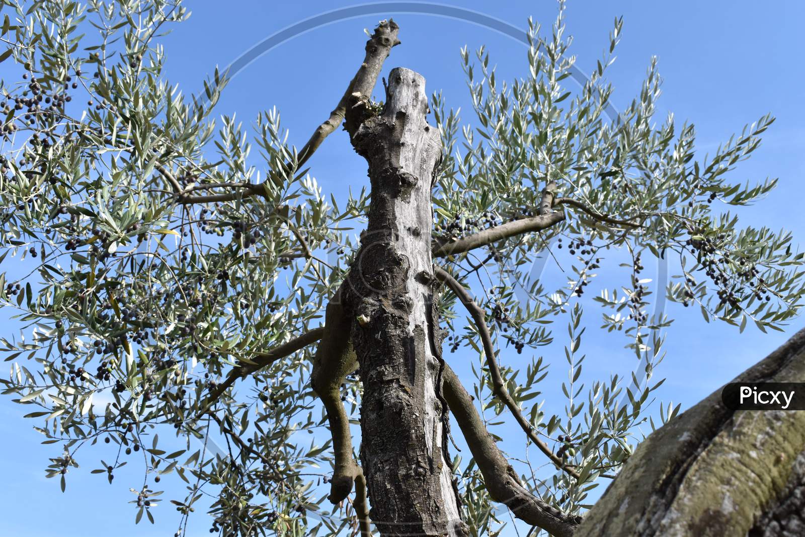 The olive tree of womanly shape in Tuscany