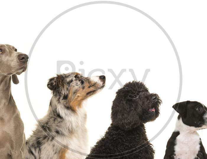 Portraits Of Various Breeds Of Dogs In A Row From Small To Large All Looking Up Isolated On A White Background