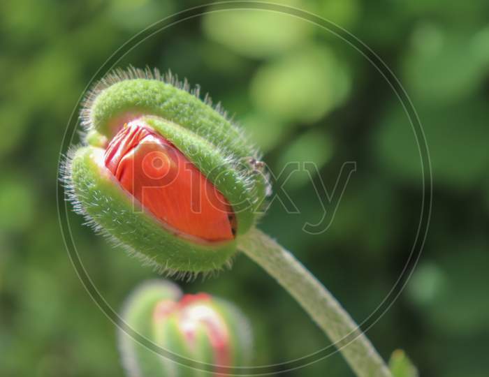 Delicate Poppy Flower Bud