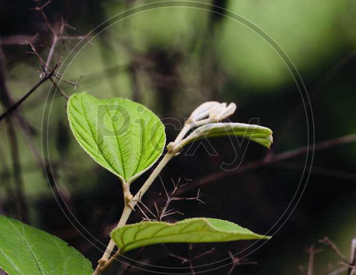 Indian Jujube leaf