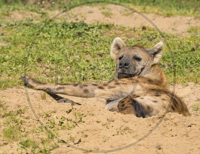 Hyena Lying In A Sand Pit Enjoying The Sun Being Lazy