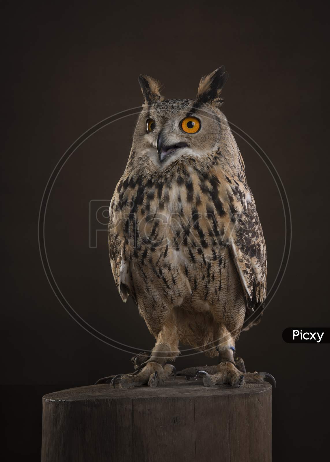 Eagle Owl Sitting On A Tree Trunk On A Dark Brown Background