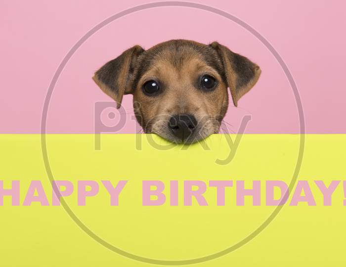 Birthday Card With A Jack Russell Terrier Puppy Chewing On A Border Looking At The Camera With Text Happy Birthday