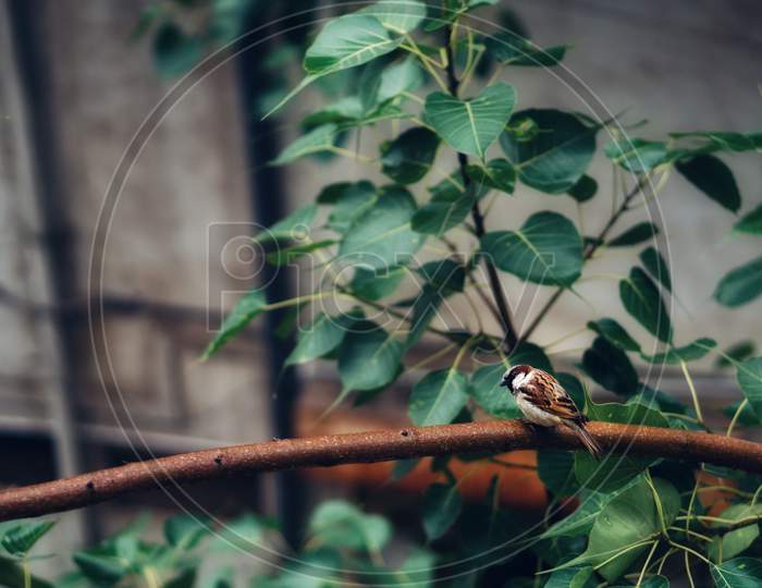 Sparrow At Peace