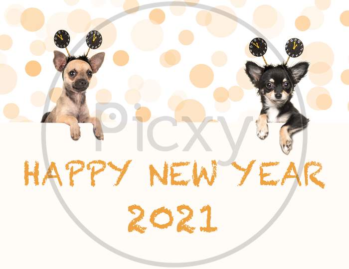 Two Chihuahua Dogs With Happy New Year 2021 Wishes Both Wearing New Year'S Decoration