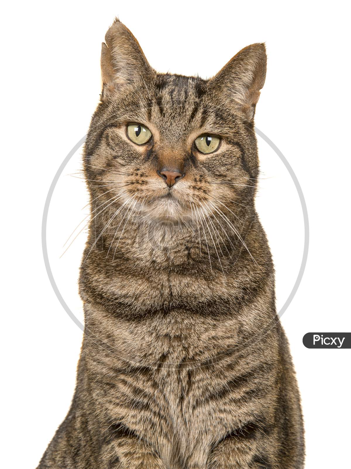 Portait Of A Tabby Cat Looking At The Camera On A White Background In A Vertical Image