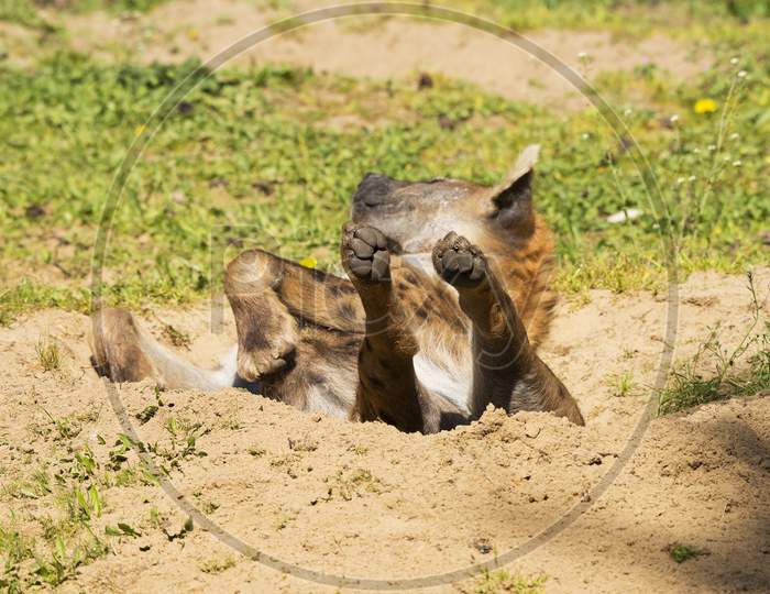 Hyena Lying On Its Back With Paws Up In A Sand Pit Enjoying The Sun Being Lazy