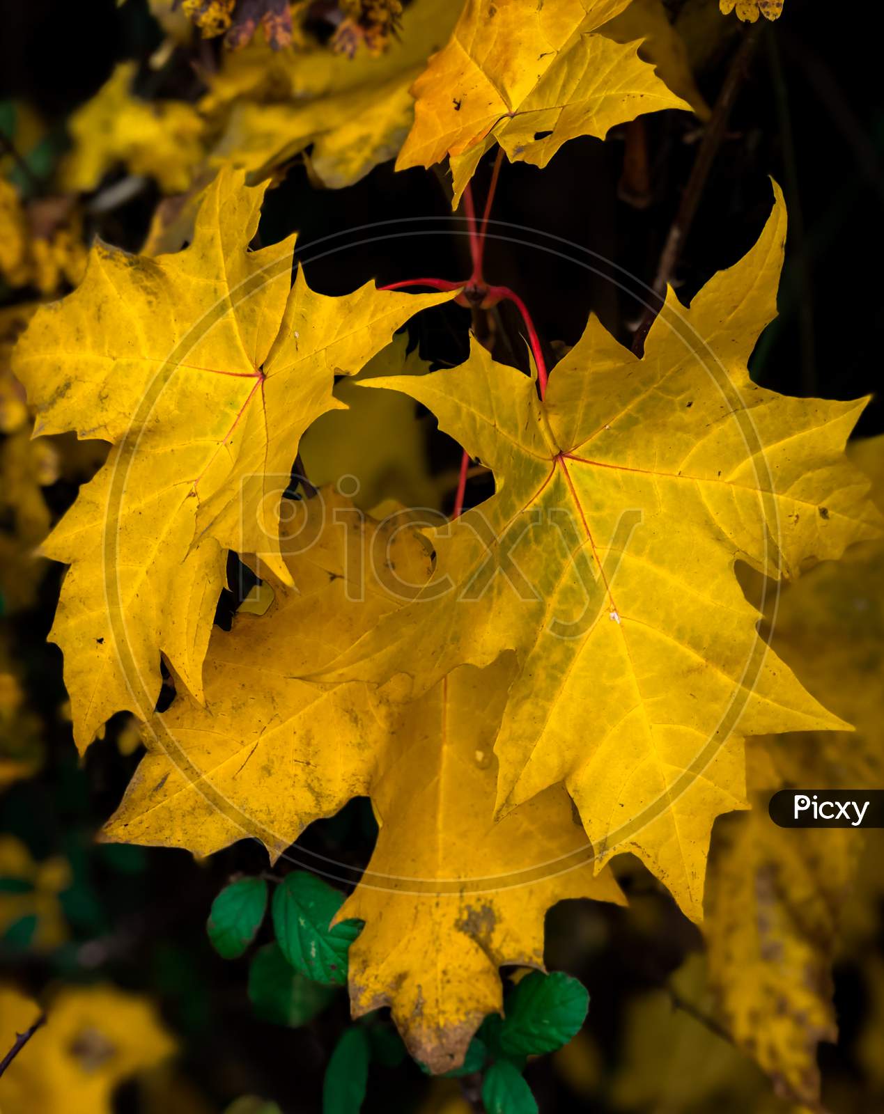 Yellow Maple Leaves In Autumn.