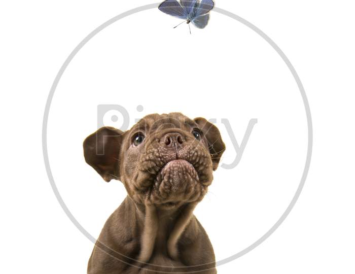 Adorable Old English Bulldog Puppy Looking Up At A Blue Butterfly On A White Background