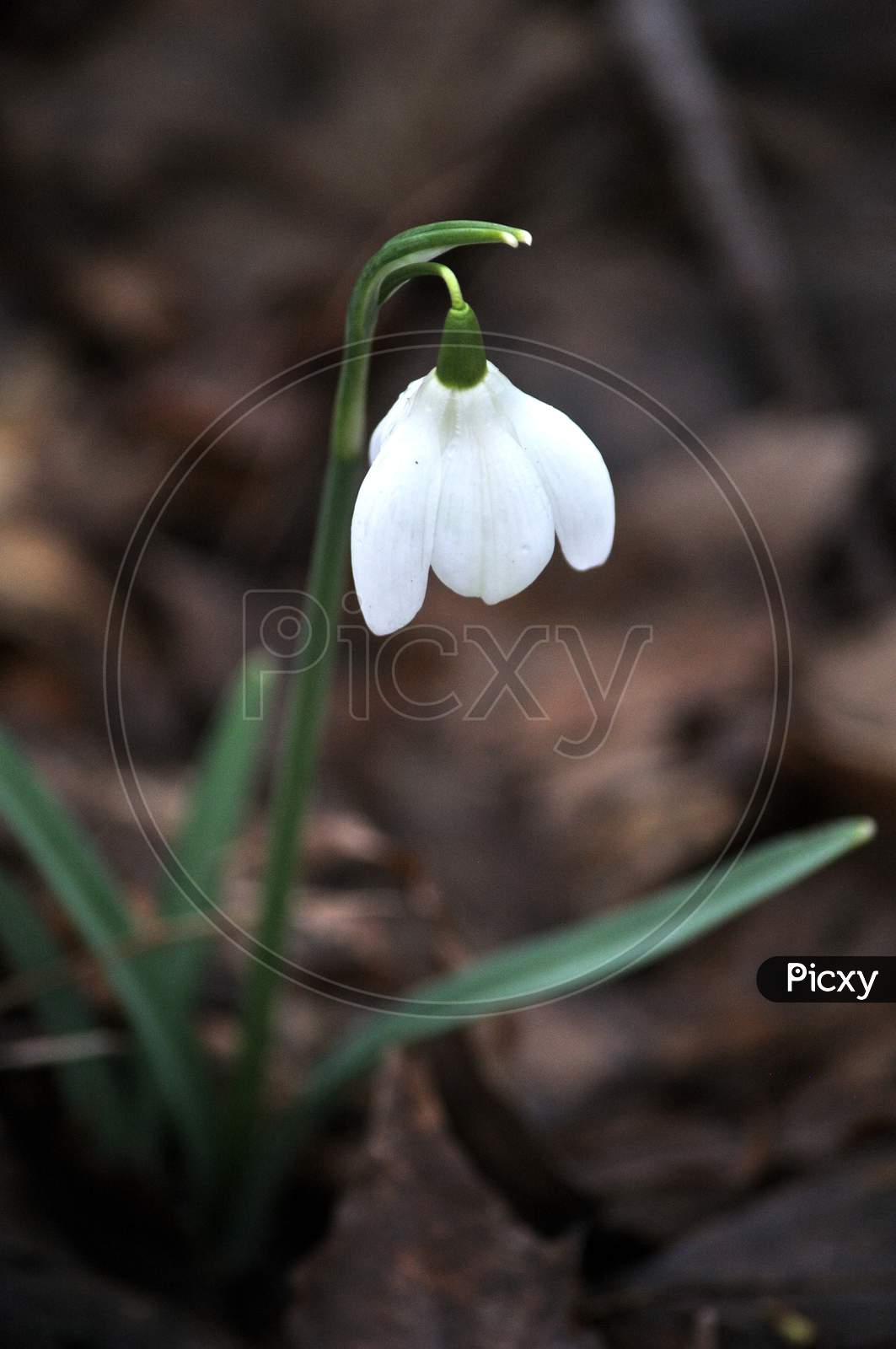 White Snowdrop Flower