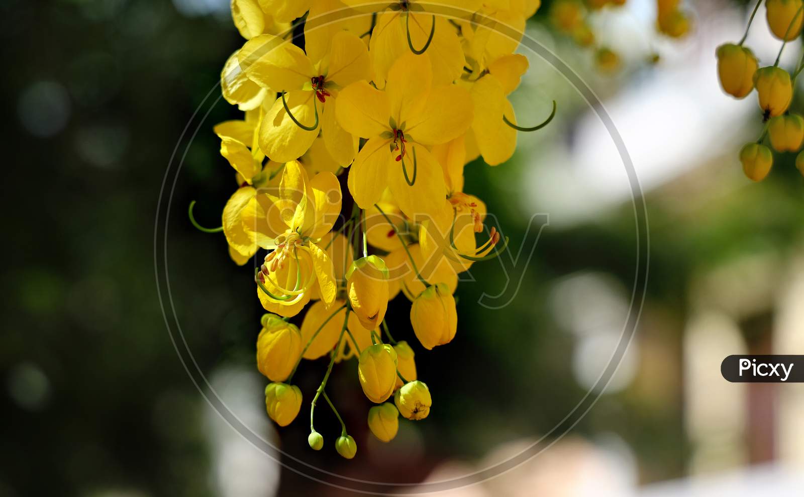 Yellow Flowers of a cassia fistula tree