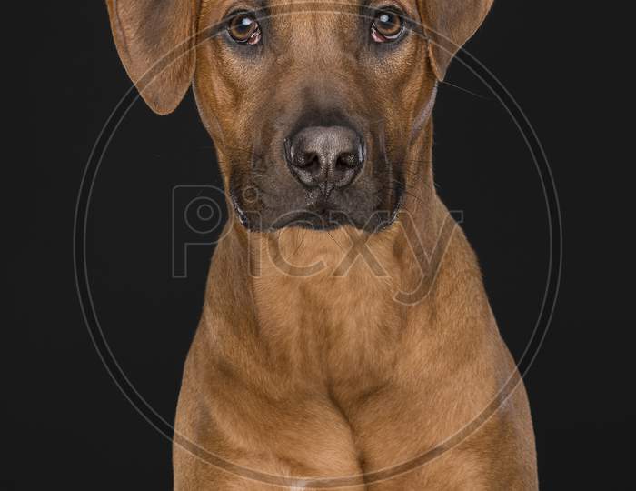 Portrait Of A Rhodesian Ridgeback Dog Looking At The Camera At A Black Background