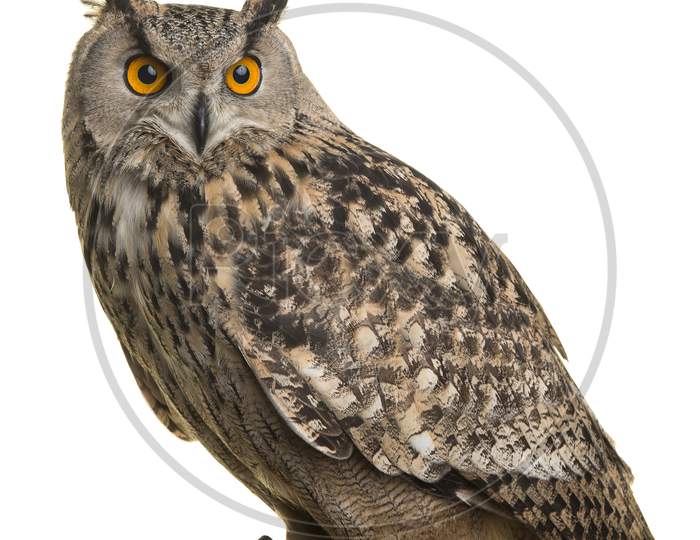 Eagle Owl On A Tree Trunk Isolated At A White Background