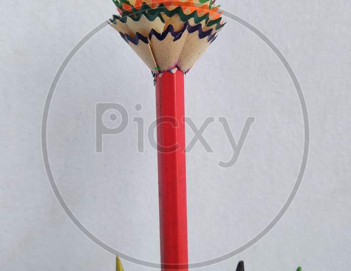 Pencil flower standing in the Sunshine
