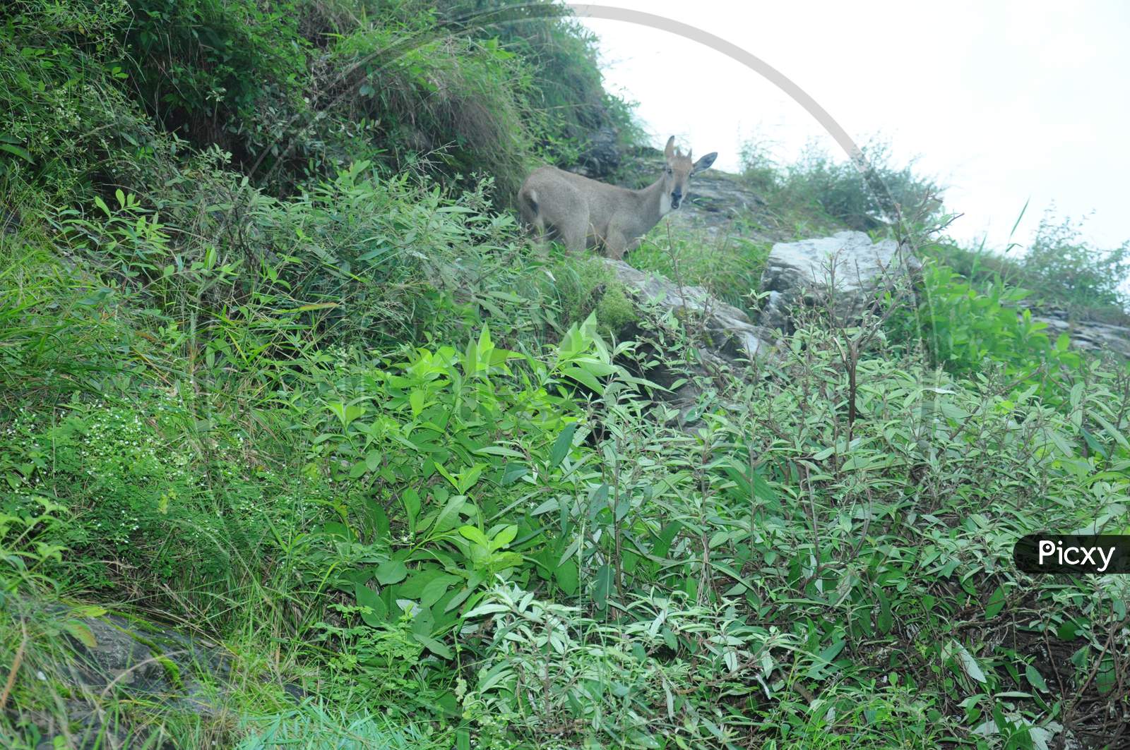 A black deer in the hills of Jammu eats grass