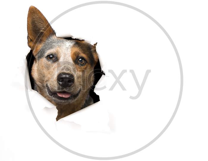 Australian Cattle Dog Portrait Looking Through A Hole In White Paper With Space For Copy