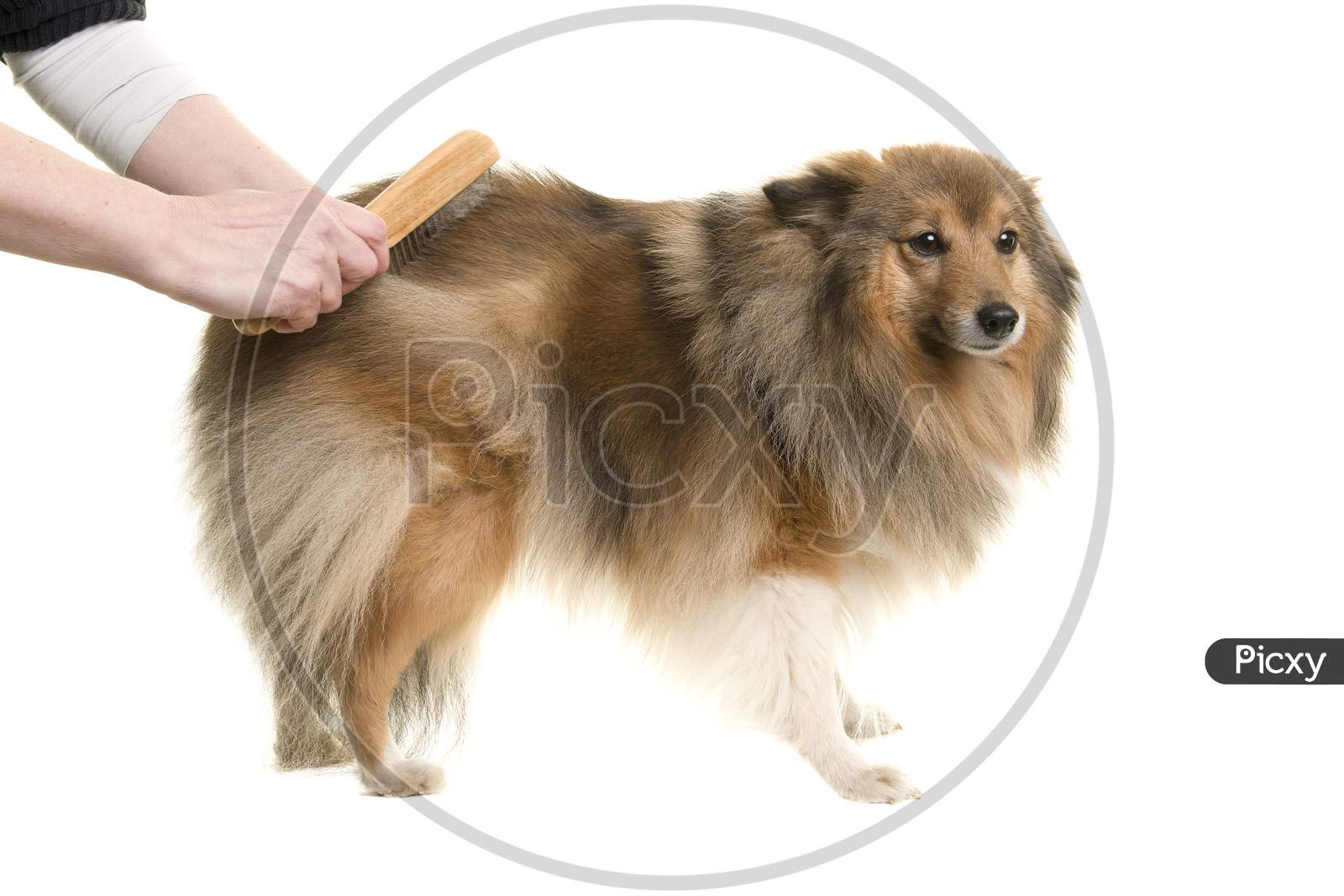 Longhaired Dog Being Groomed Or Combed Isolated On A White Background