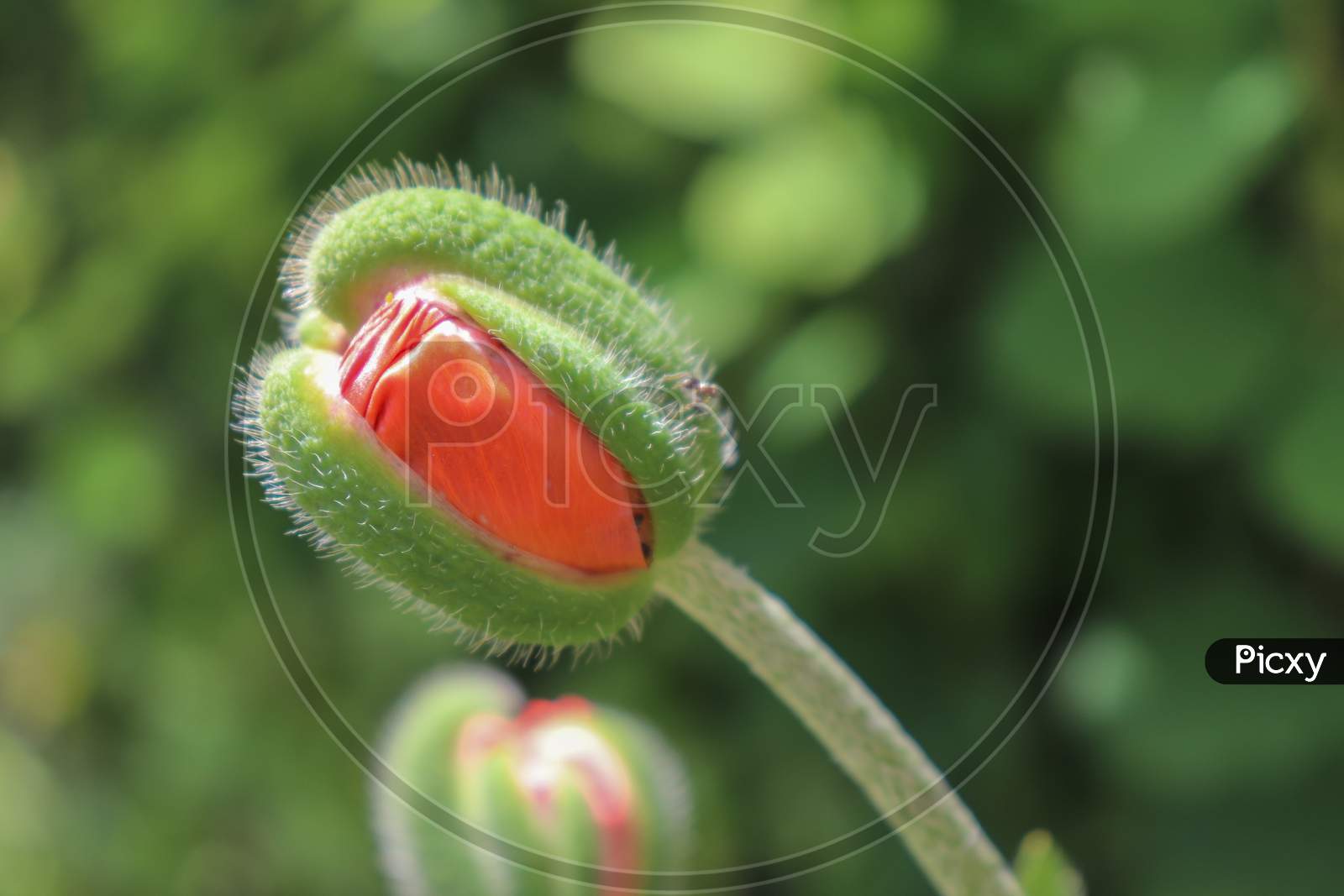 Delicate Poppy Flower Bud