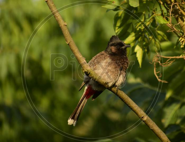 beautiful pair of  red-vented bulbul (Pycnonotus cafer)sitting on tree branch