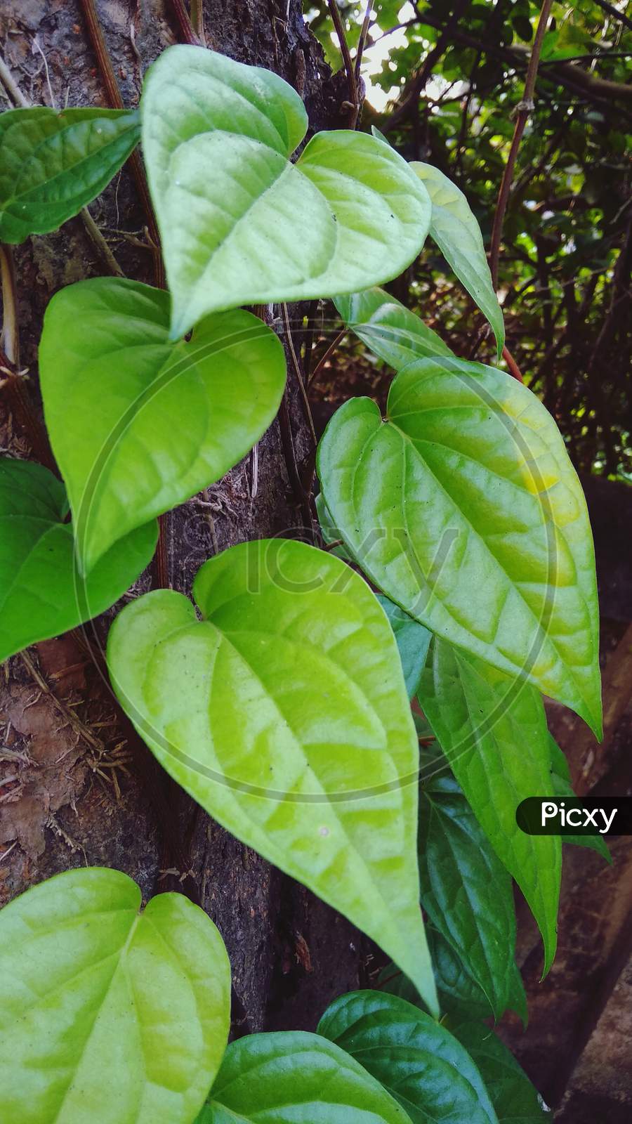 Close up green betel leaf terrestrial plant photography
