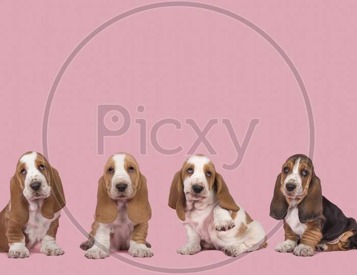 Four Cute Basset Hound Puppy Dogs At A Pink Background