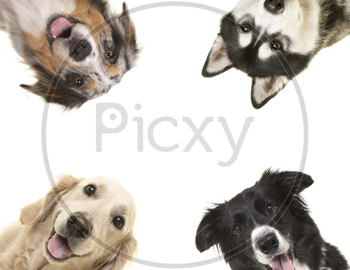 Portrait Of Dogs In Each Corner Of A Square Looking At The Camera With Mouth Open On A White Background